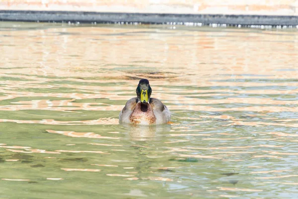 アヒルが池で泳いでいる マドリード スペインのエルレティーロ公園の鳥 横写真 — ストック写真