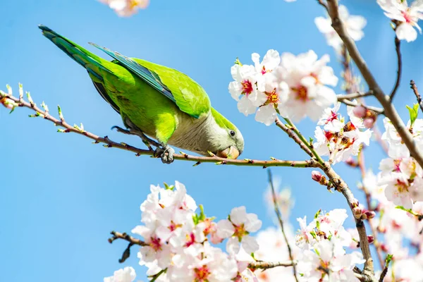 Monk parakeet perched on the branch of the almond tree full of white flowers while plucking some petals, in the El Retiro park in Madrid, Spain. Europe. Horizontal photography.