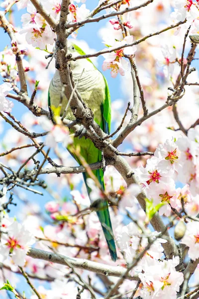 Perruche Moine Perchée Sur Branche Amandier Pleine Fleurs Blanches Tout — Photo