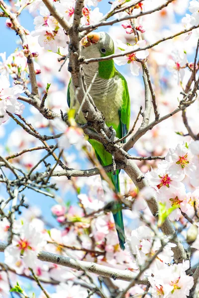 Perruche Moine Perchée Sur Branche Amandier Pleine Fleurs Blanches Tout — Photo