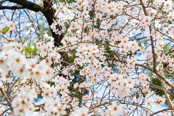 Flores Almendras Almendro Lleno Flores Blancas Sus Ramas Cerca Primavera — Foto de Stock