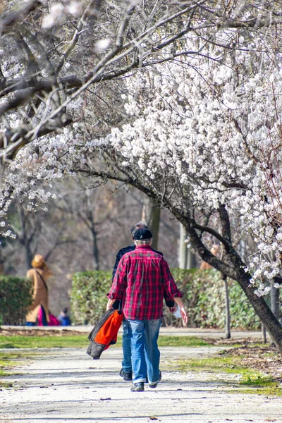 Man Walking Path Sides Almond Tree Branches Full White Flowers — Stock Photo, Image