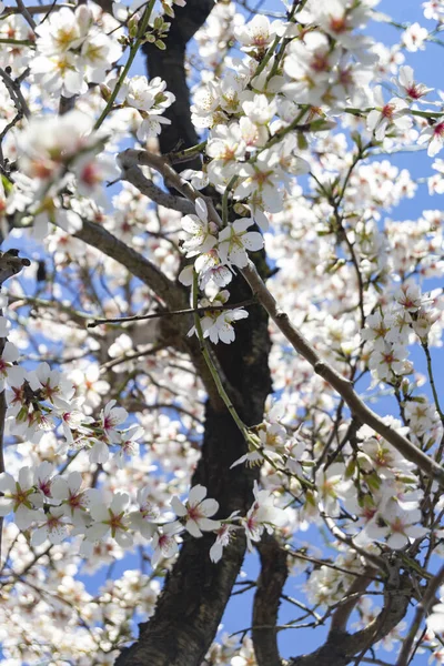 Parque Quinta Los Molinos Madrid Plena Floración Almendros Primavera Cerezos — Foto de Stock