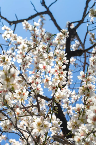 Parque Quinta Los Molinos Madrid Plena Floración Almendros Primavera Cerezos — Foto de Stock