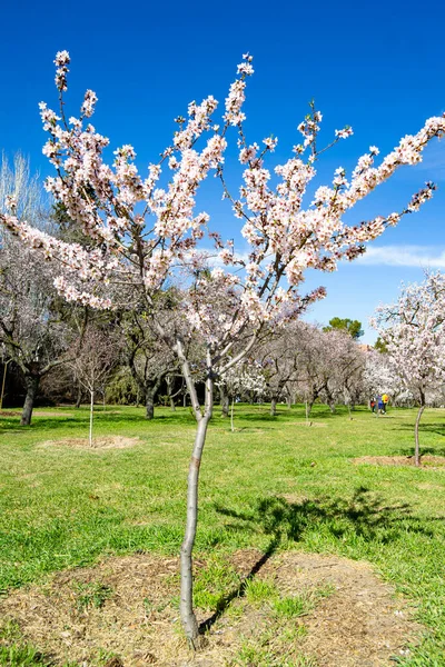 Parc Quinta Los Molinos Madrid Pleine Floraison Amandiers Printemps Cerisiers — Photo