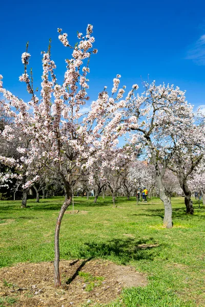 Parc Quinta Los Molinos Madrid Pleine Floraison Amandiers Printemps Cerisiers — Photo