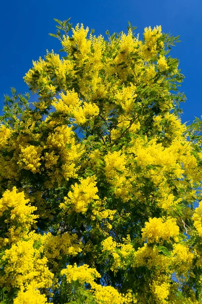 Жовті Квіти Парку Квінта Лос Молінос Мадриді Ясний День Іспанії — стокове фото