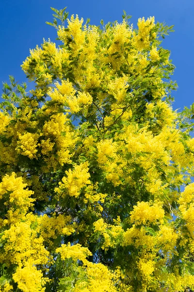 Flores Amarelas Parque Quinta Los Molinos Madrid Num Dia Claro — Fotografia de Stock