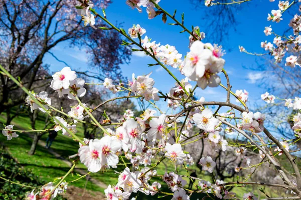 Une Fleur Parc Quinta Los Molinos Madrid Pleine Floraison Amandiers — Photo