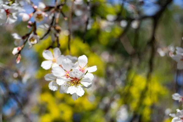 Flor Parque Quinta Los Molinos Madrid Plena Floración Almendros Cerezos — Foto de Stock
