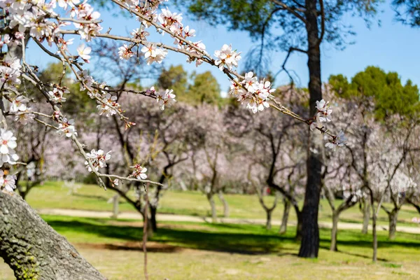 Une Fleur Parc Quinta Los Molinos Madrid Pleine Floraison Amandiers — Photo