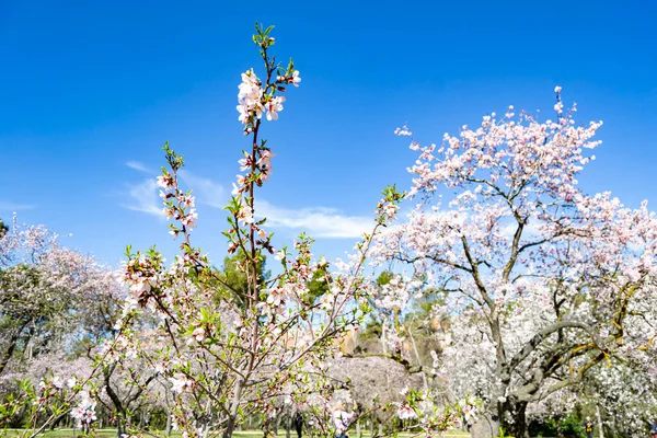 Une Fleur Parc Quinta Los Molinos Madrid Pleine Floraison Amandiers — Photo