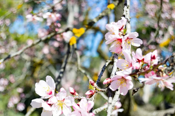 Blume Der Park Quinta Los Molinos Madrid Voller Blüte Mit — Stockfoto