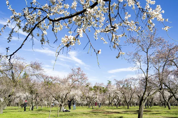 Çiçekler Madrid Deki Quinta Los Molinos Parkında Badem Kiraz Ağaçlarının — Stok fotoğraf