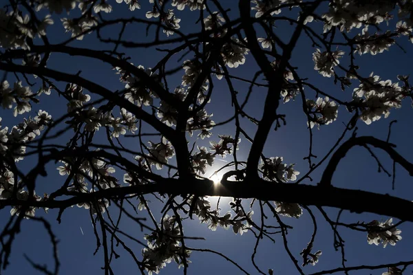 Gegenlicht Der Mandelblüten Frühling Park Quinta Los Molinos Madrid Einem — Stockfoto