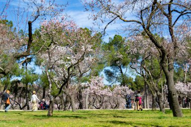 Madrid 'deki Quinta de los Molinos parkı açık bir günde İspanya' da bahar bademi ve kiraz ağaçları ile beyaz ve pembe çiçekli. Avrupa. Fotoğraf:.