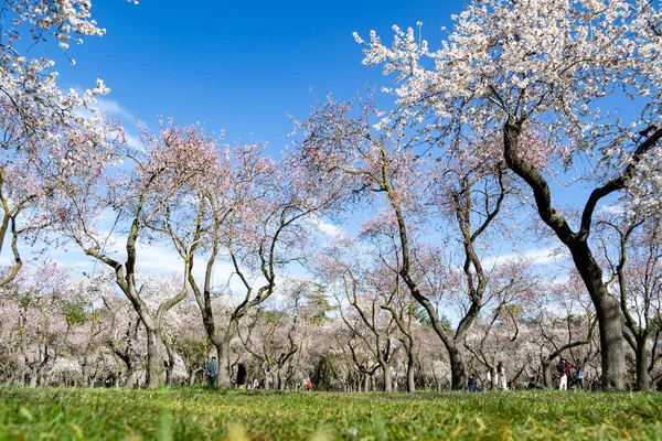 Madrid 'deki Quinta de los Molinos parkı açık bir günde İspanya' da bahar bademi ve kiraz ağaçları ile beyaz ve pembe çiçekli. Avrupa. Fotoğraf:.