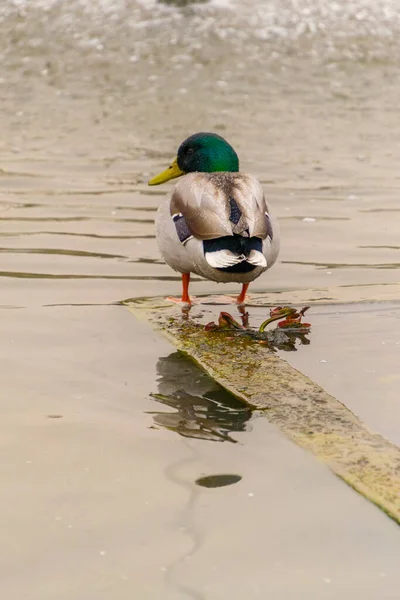 Canard Canard Mâle Coloré Anas Platyrhynchos Reposant Dans Eau Étang — Photo