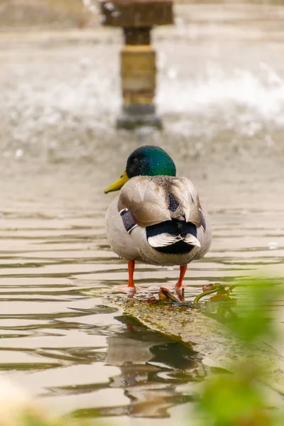 Canard Canard Mâle Coloré Anas Platyrhynchos Reposant Dans Eau Étang — Photo