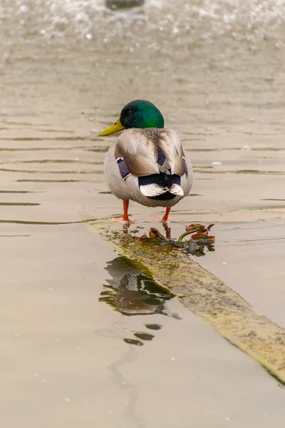 Canard Canard Mâle Coloré Anas Platyrhynchos Reposant Dans Eau Étang — Photo