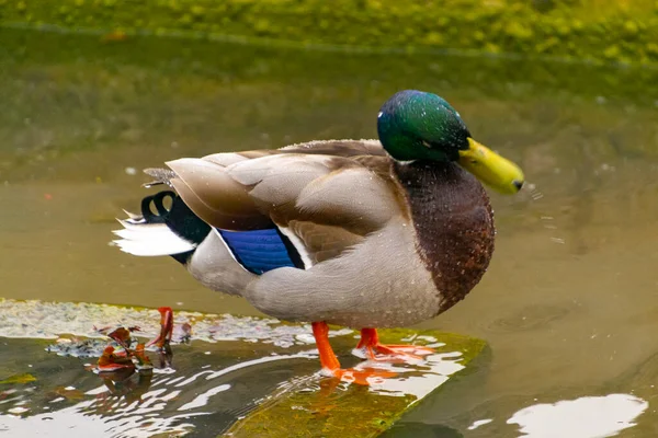 Pato Pato Macho Colorido Anas Platyrhynchos Descansando Água Uma Lagoa — Fotografia de Stock