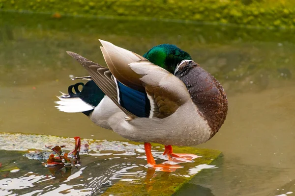 Pato Colorido Pato Macho Anas Platyrhynchos Descansando Agua Estanque Parque — Foto de Stock