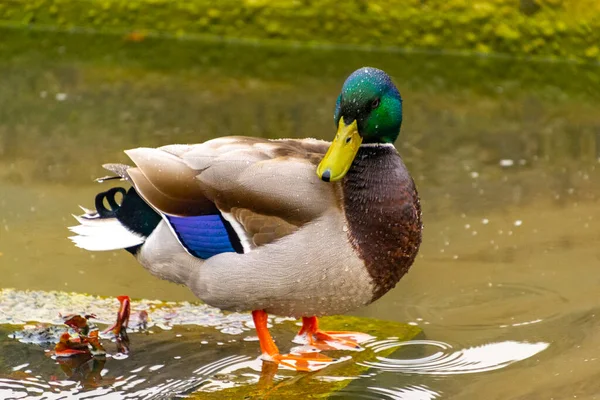 Ente Bunte Männliche Ente Anas Platyrhynchos Ruht Wasser Eines Teiches — Stockfoto