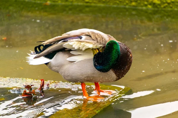 Pato Pato Macho Colorido Anas Platyrhynchos Descansando Água Uma Lagoa — Fotografia de Stock