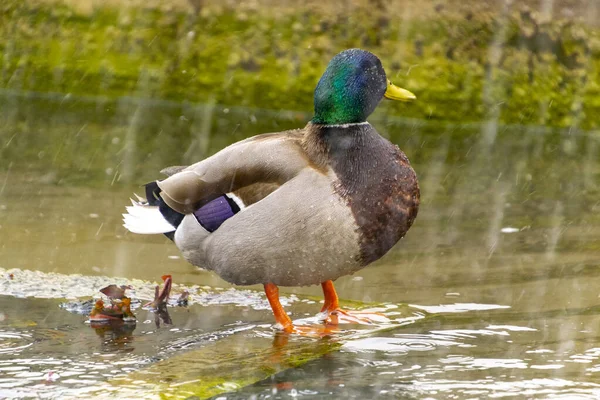 Canard Canard Mâle Coloré Anas Platyrhynchos Reposant Dans Eau Étang — Photo