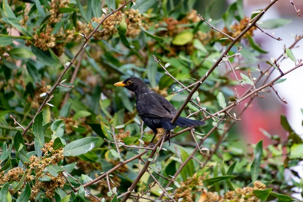 Svartfågel Blackbird Vilar Trädgren Saint Jean Pied Port Byn Frankrike — Stockfoto