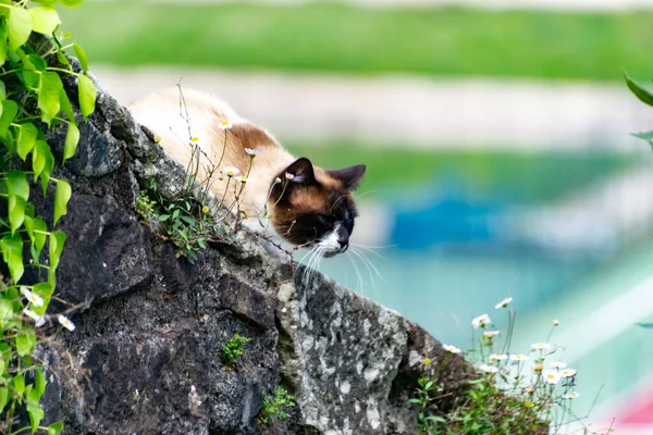 フランスのサン ジャン ピード ポート村の岩壁に猫が寄りかかっている 横写真 — ストック写真