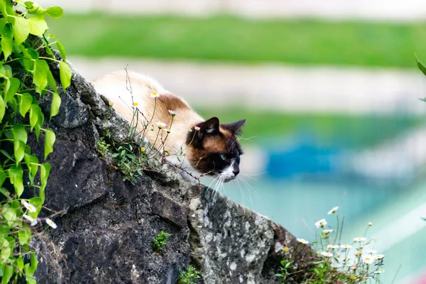 フランスのサン ジャン ピード ポート村の岩壁に猫が寄りかかっている 横写真 — ストック写真