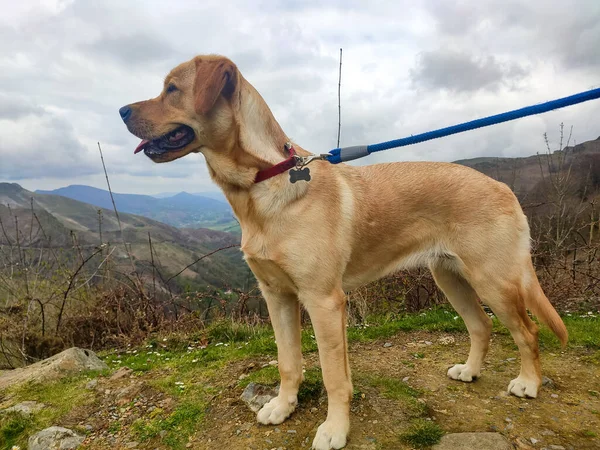 Dog Photograph Brown Dog Spectacular Mountainous Landscape Background Cloudy Day — стоковое фото