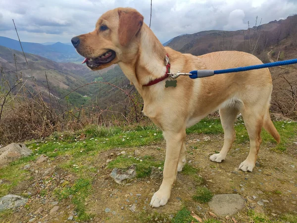 Dog Photograph Brown Dog Spectacular Mountainous Landscape Background Cloudy Day — стоковое фото