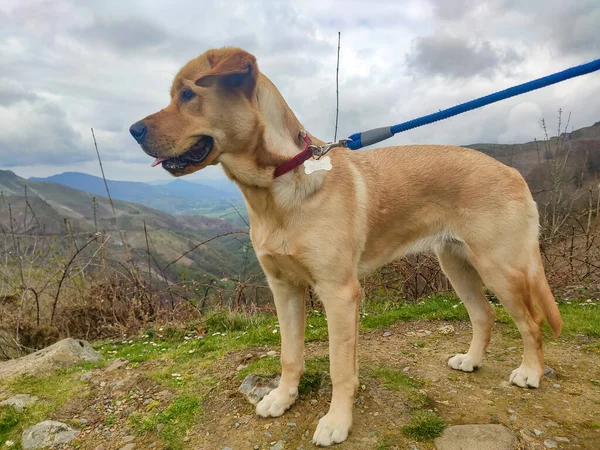 Dog Photograph Brown Dog Spectacular Mountainous Landscape Background Cloudy Day — стоковое фото