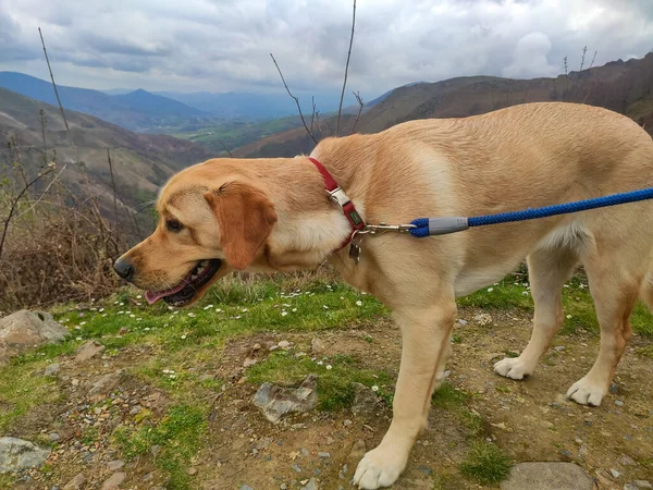 Dog Photograph Brown Dog Spectacular Mountainous Landscape Background Cloudy Day — стоковое фото