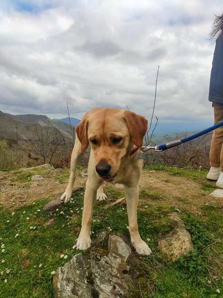 Dog Photograph Brown Dog Spectacular Mountainous Landscape Background Cloudy Day — стоковое фото