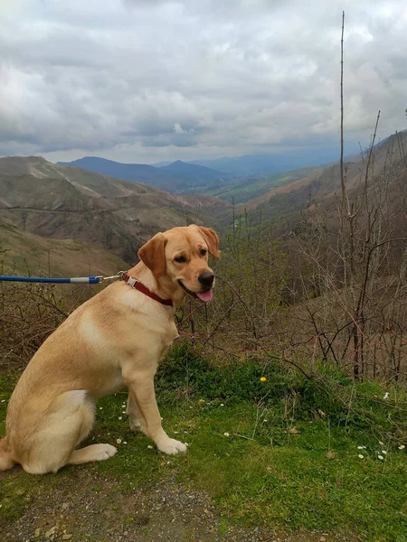 Dog Photograph Brown Dog Spectacular Mountainous Landscape Background Cloudy Day — стоковое фото