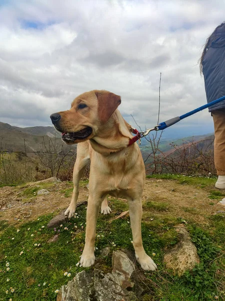 Dog Photograph Brown Dog Spectacular Mountainous Landscape Background Cloudy Day — стоковое фото