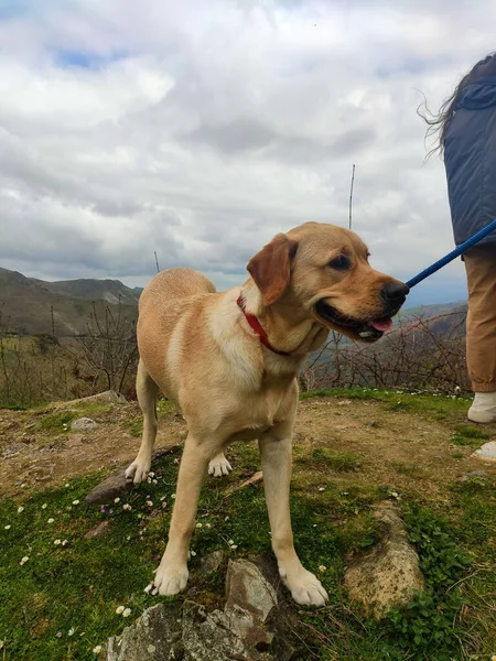 Dog Photograph Brown Dog Spectacular Mountainous Landscape Background Cloudy Day — стоковое фото