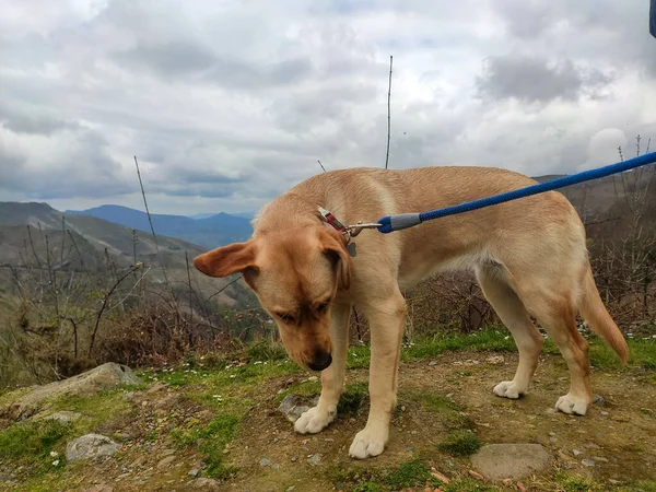 Dog Photograph Brown Dog Spectacular Mountainous Landscape Background Cloudy Day — стоковое фото