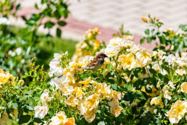 Serçe. Çiçekler. Madrid 'deki Parque del Oeste' nin gül bahçesindeki çiçek ve güllerin üzerindeki kahverengi serçe. Renkli çiçeklerle dolu bir arka plan. İspanya 'da. Avrupa. Fotoğraf:.