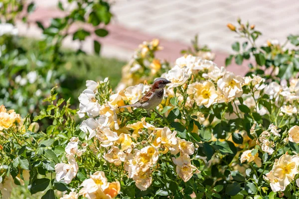 Sparrow Flores Pardal Marrom Sobre Flores Rosas Parque Jardim Rosas — Fotografia de Stock