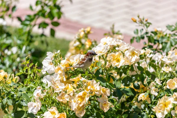 Sparrow Flores Pardal Marrom Sobre Flores Rosas Parque Jardim Rosas — Fotografia de Stock