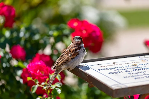 Sparrow. Flowers. Brown sparrow on the sign of the flowers and roses of the rose garden park of the Parque del Oeste in Madrid. Background full of colorful flowers. Spring print. In Spain. Photography