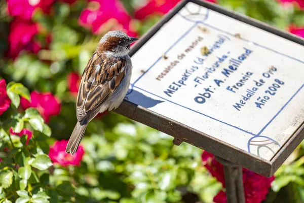 Sparrow. Flowers. Brown sparrow on the sign of the flowers and roses of the rose garden park of the Parque del Oeste in Madrid. Background full of colorful flowers. Spring print. In Spain. Photography