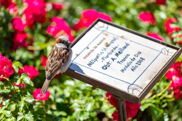 스패로우 마드리드 파르크델 공원에 정원의 표지에는 브라운 참새가 그려져 배경에는 — 스톡 사진