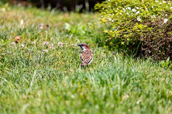 Sparrow Pardal Castanho Relvado Verde Jardim Rosas Parque Del Oeste — Fotografia de Stock