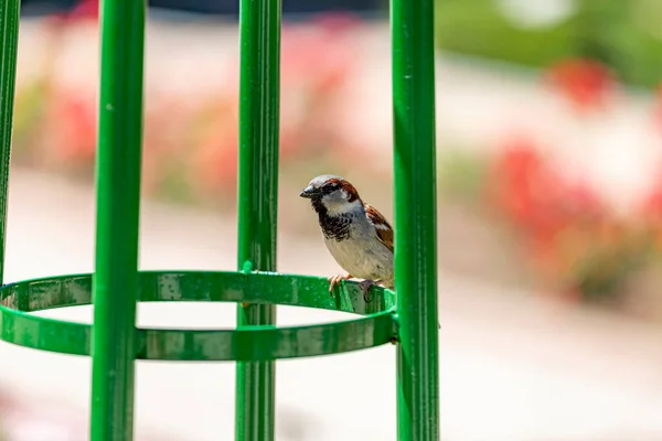 Sparrow Pardal Castanho Apoiado Num Corrimão Parque Rosas Parque Del — Fotografia de Stock