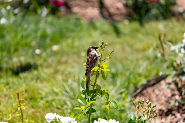 Sparrow Pardal Marrom Comendo Insetos Parque Rosaleda Del Parque Del — Fotografia de Stock